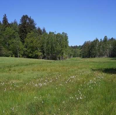 Foto des Moores Rotes Wasser in Olfen